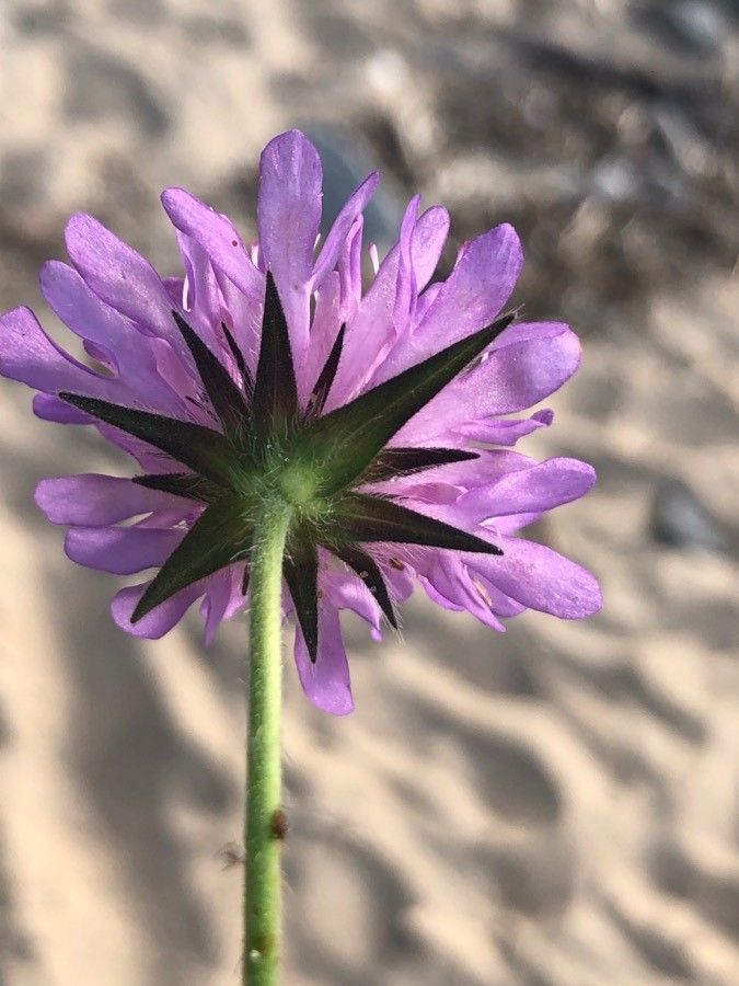 Knautia collina flower