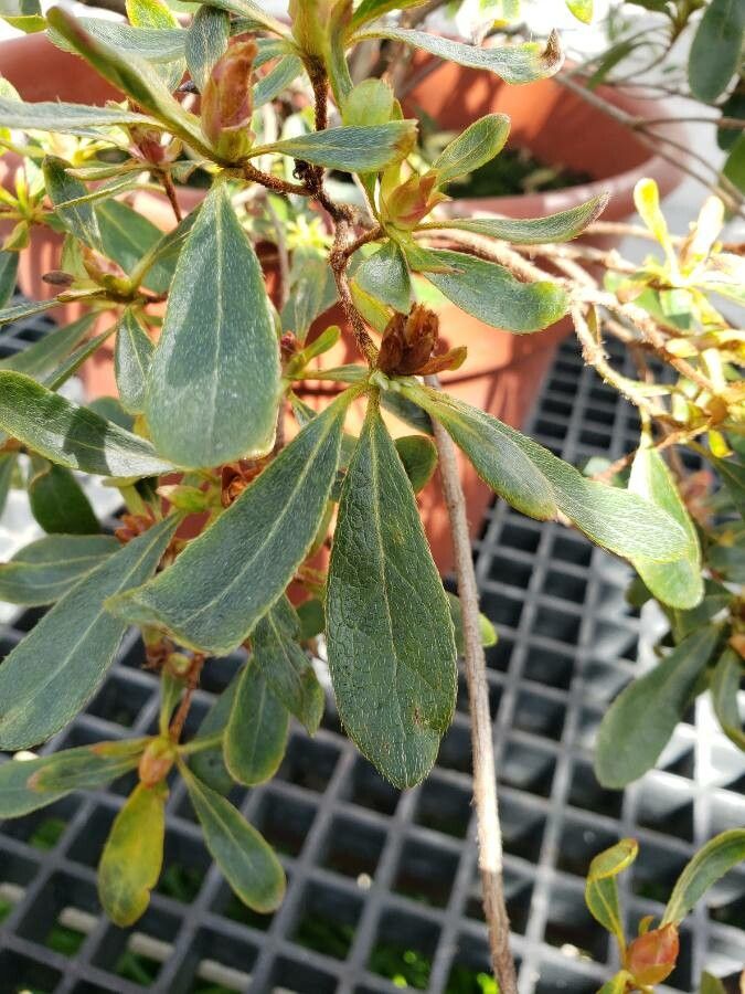 Rhododendron spp. leaf