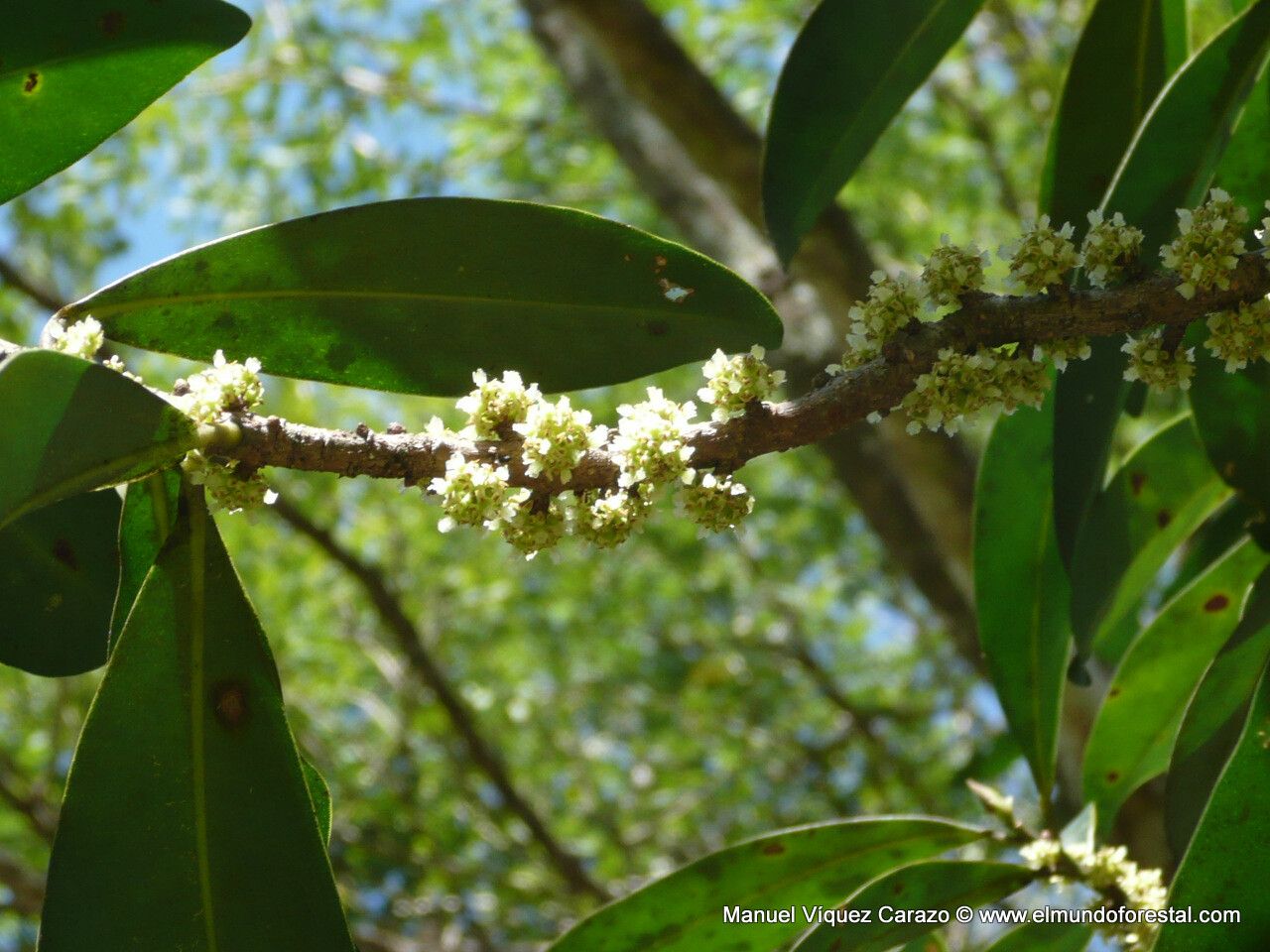 Myrsine coriacea flower
