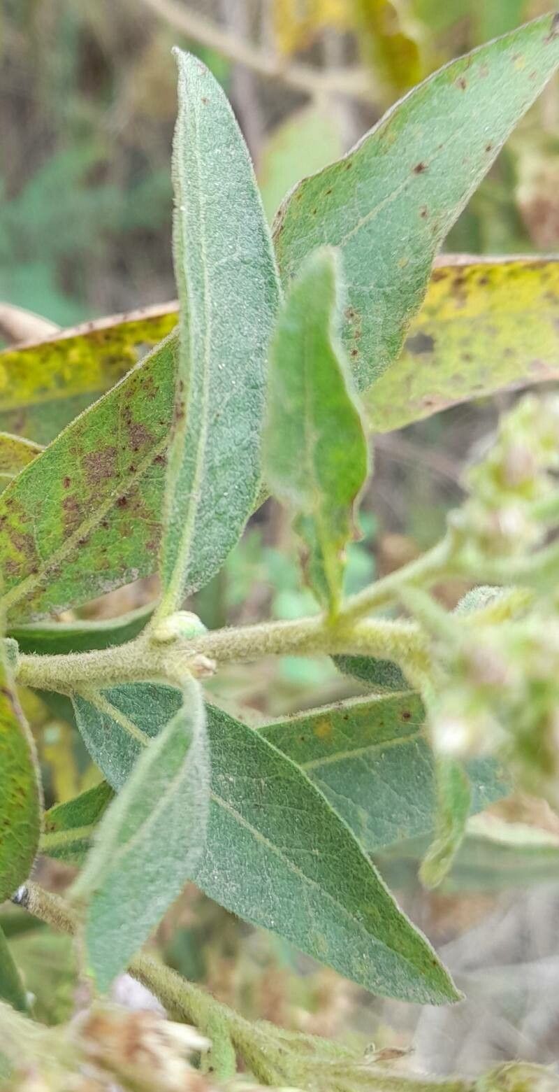 Tessaria fastigiata — related species from the same genus