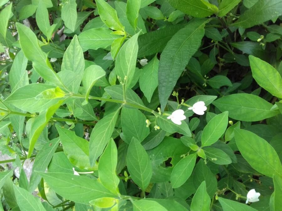 Hydrangea chinensis bark