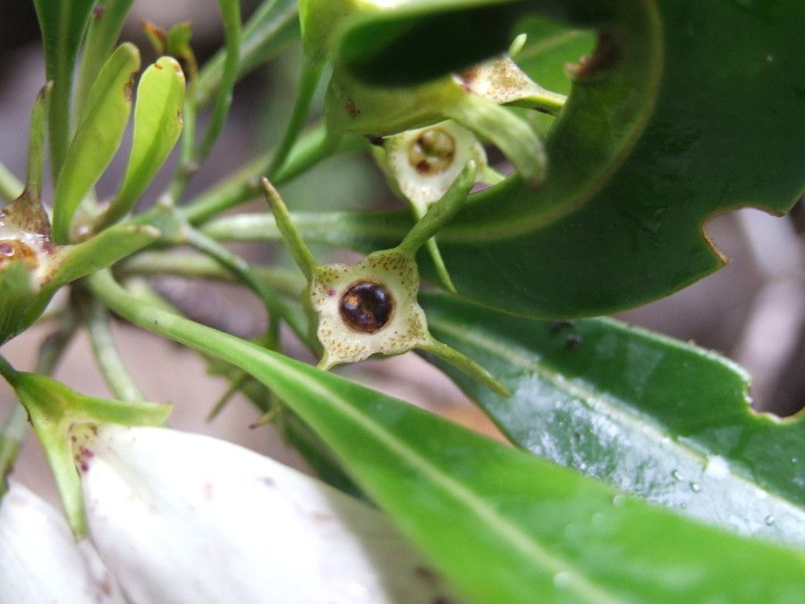 Thiollierea dagostinii fruit