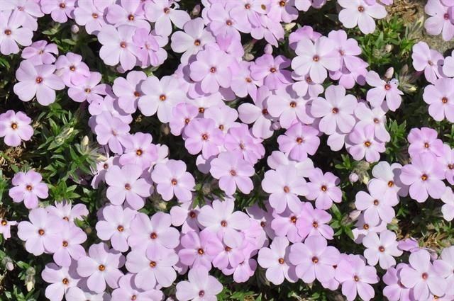 Phlox kelseyi — search result for 'Phlox'