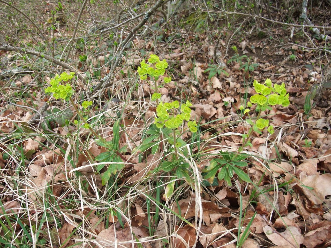 Potentilla verna habit
