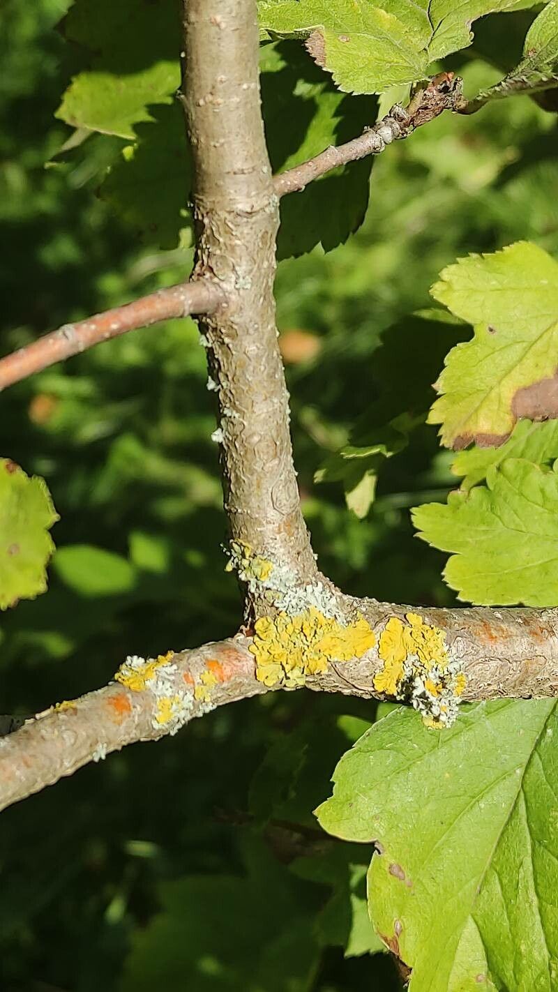 Crataegus maximowiczii bark
