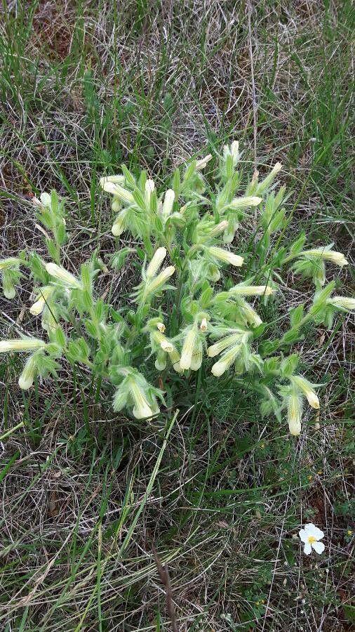 Onosma arenaria habit