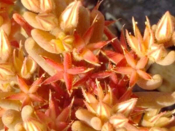 Sedum rubens fruit