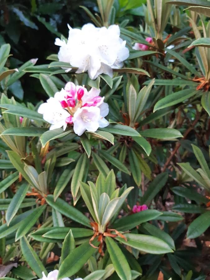 Rhododendron thayerianum flower