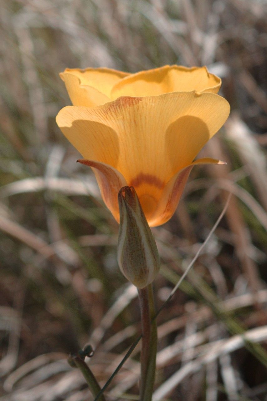 Calochortus aureus flower