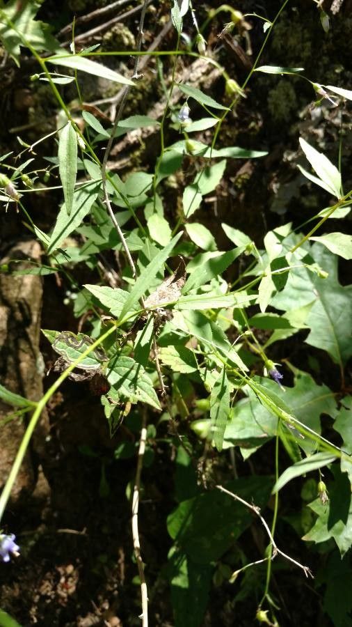 Campanula divaricata — search result for 'Campanulaceae'