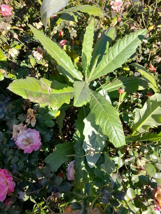 Cirsium altissimum leaf