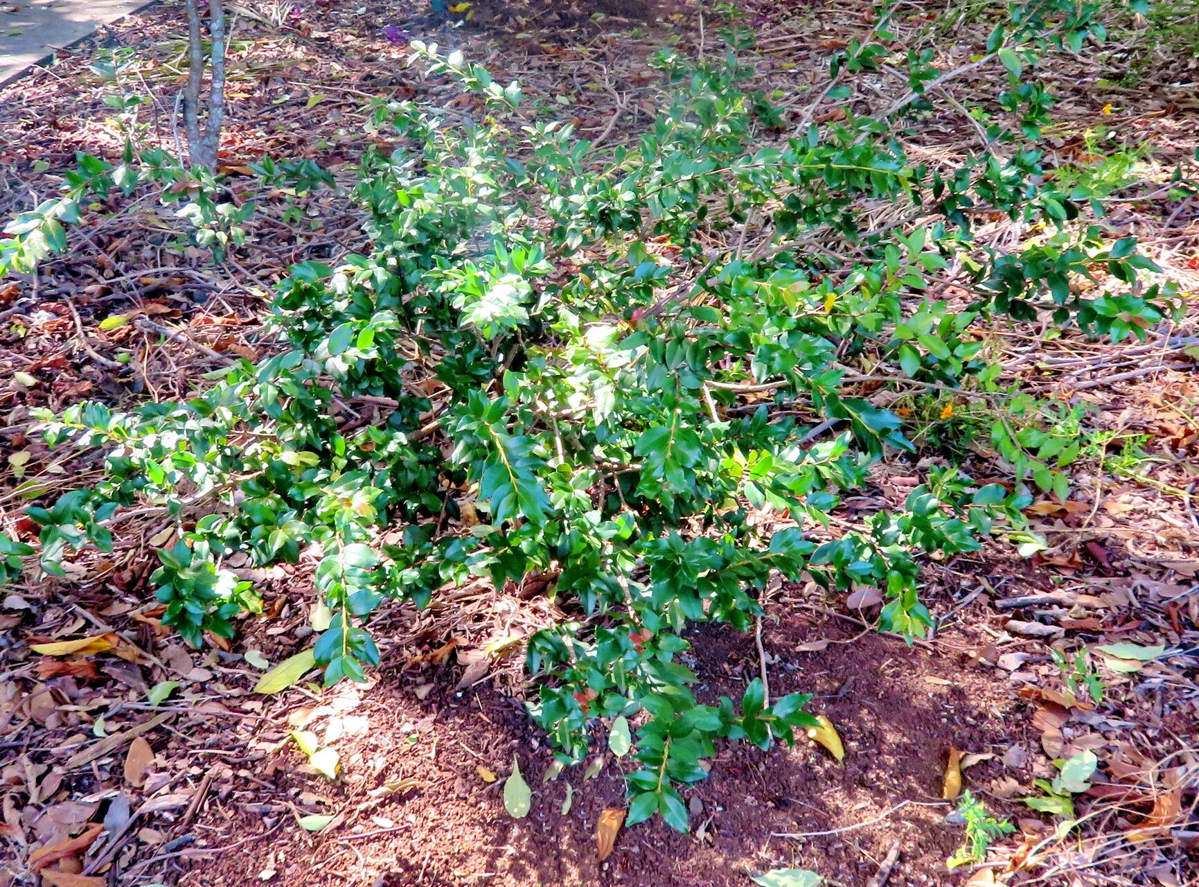 Eugenia neosilvestris habit