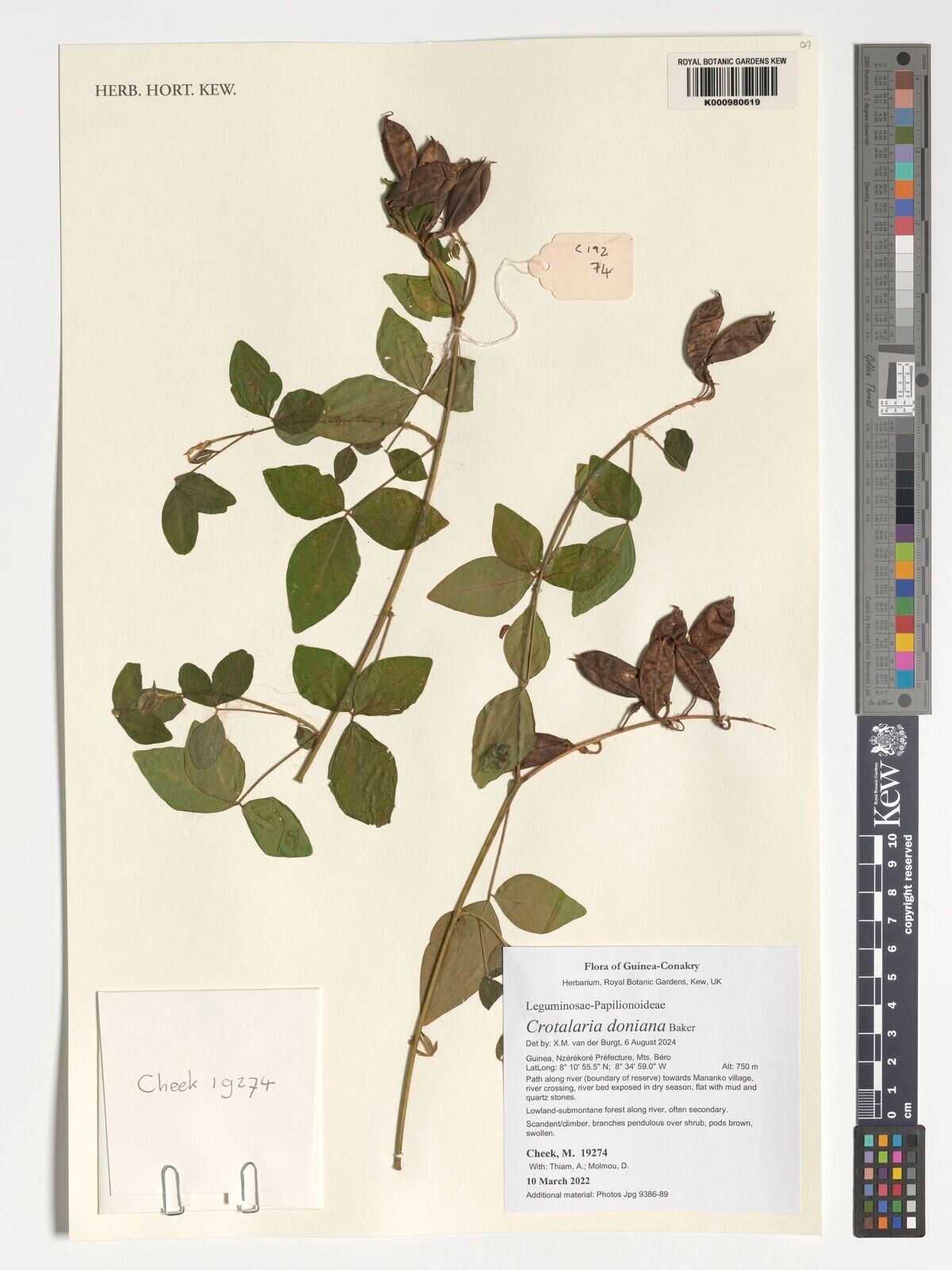 Crotalaria doniana — houseplant care guide