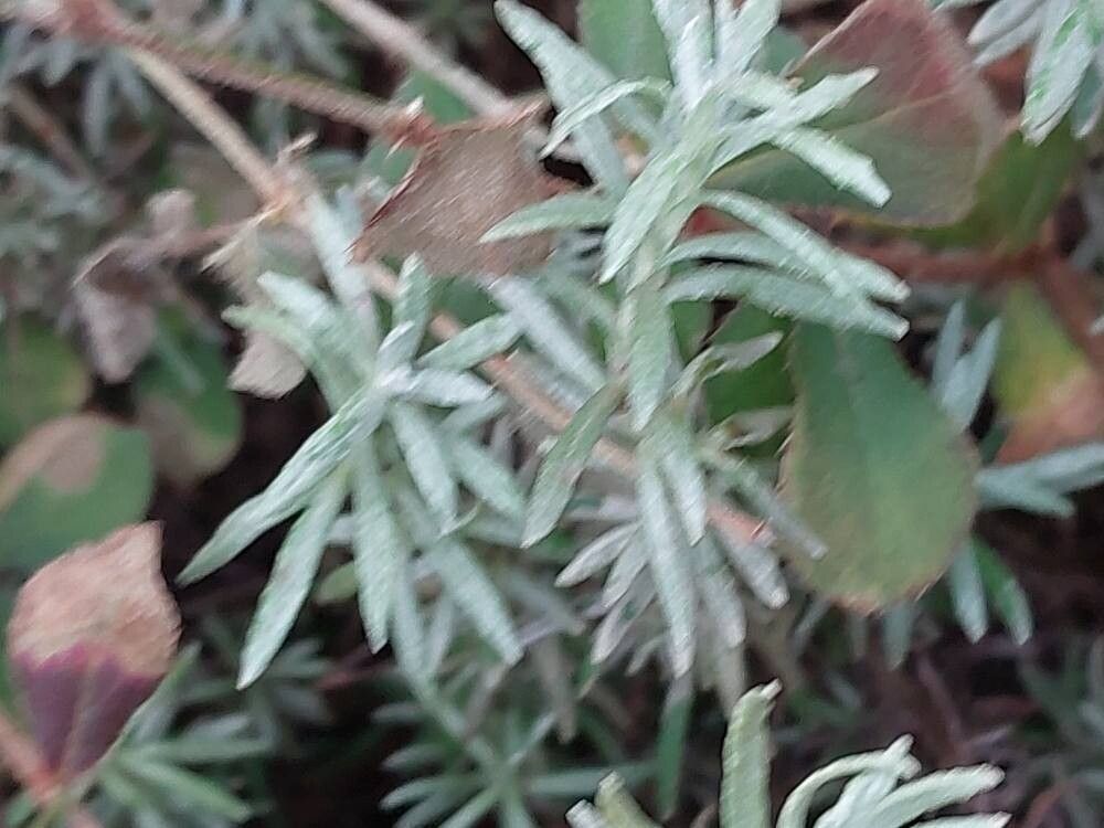 Helichrysum litoreum leaf