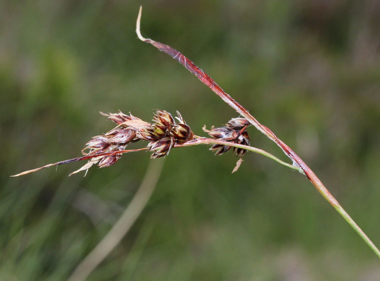 Luzula pediformis fruit