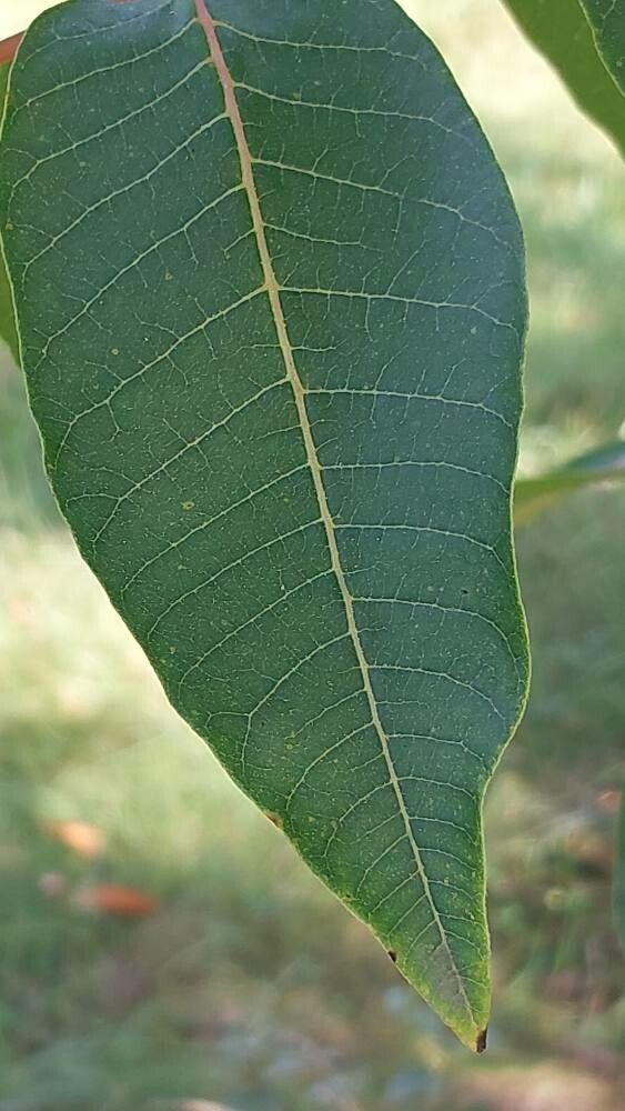 Toxicodendron vernicifluum leaf