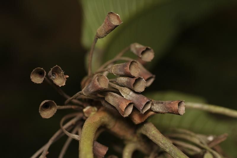 Duroia aquatica flower