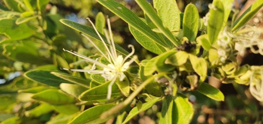 Maerua triphylla flower