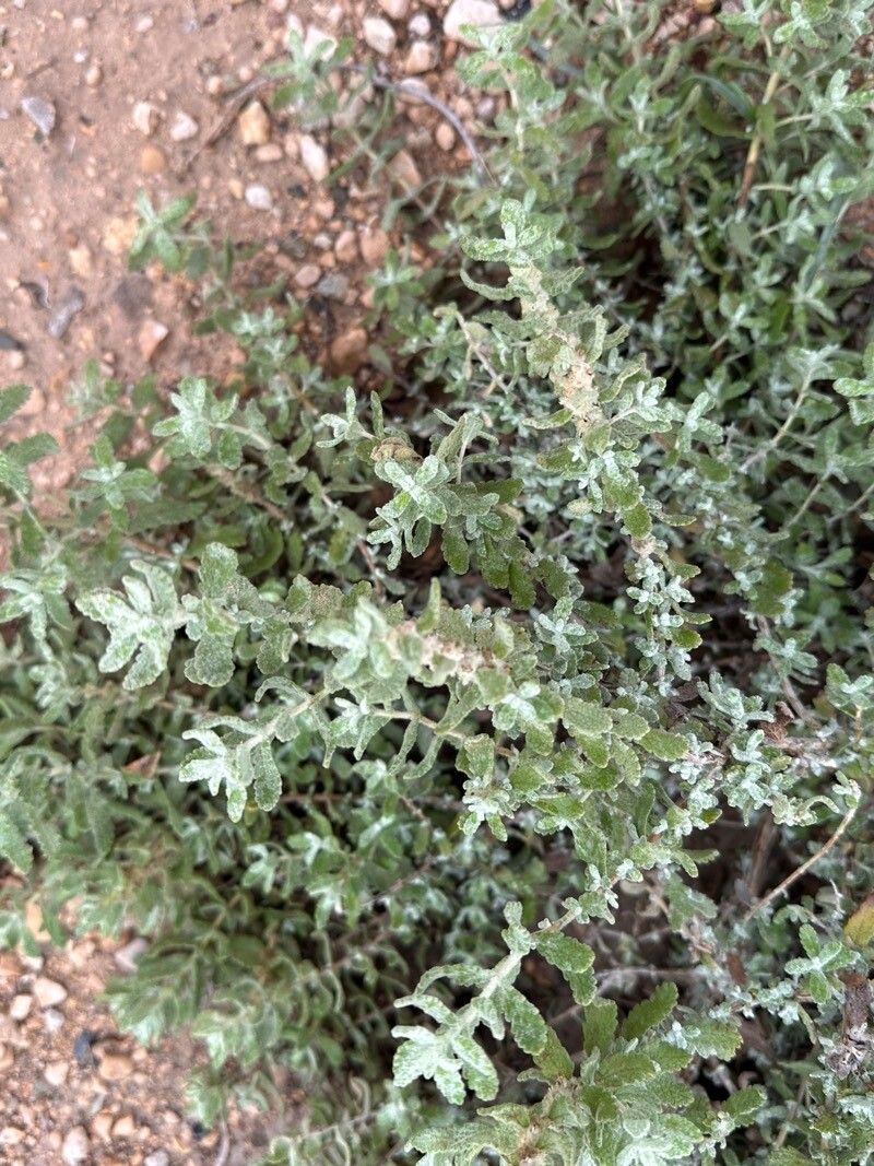 Buddleja scordioides leaf