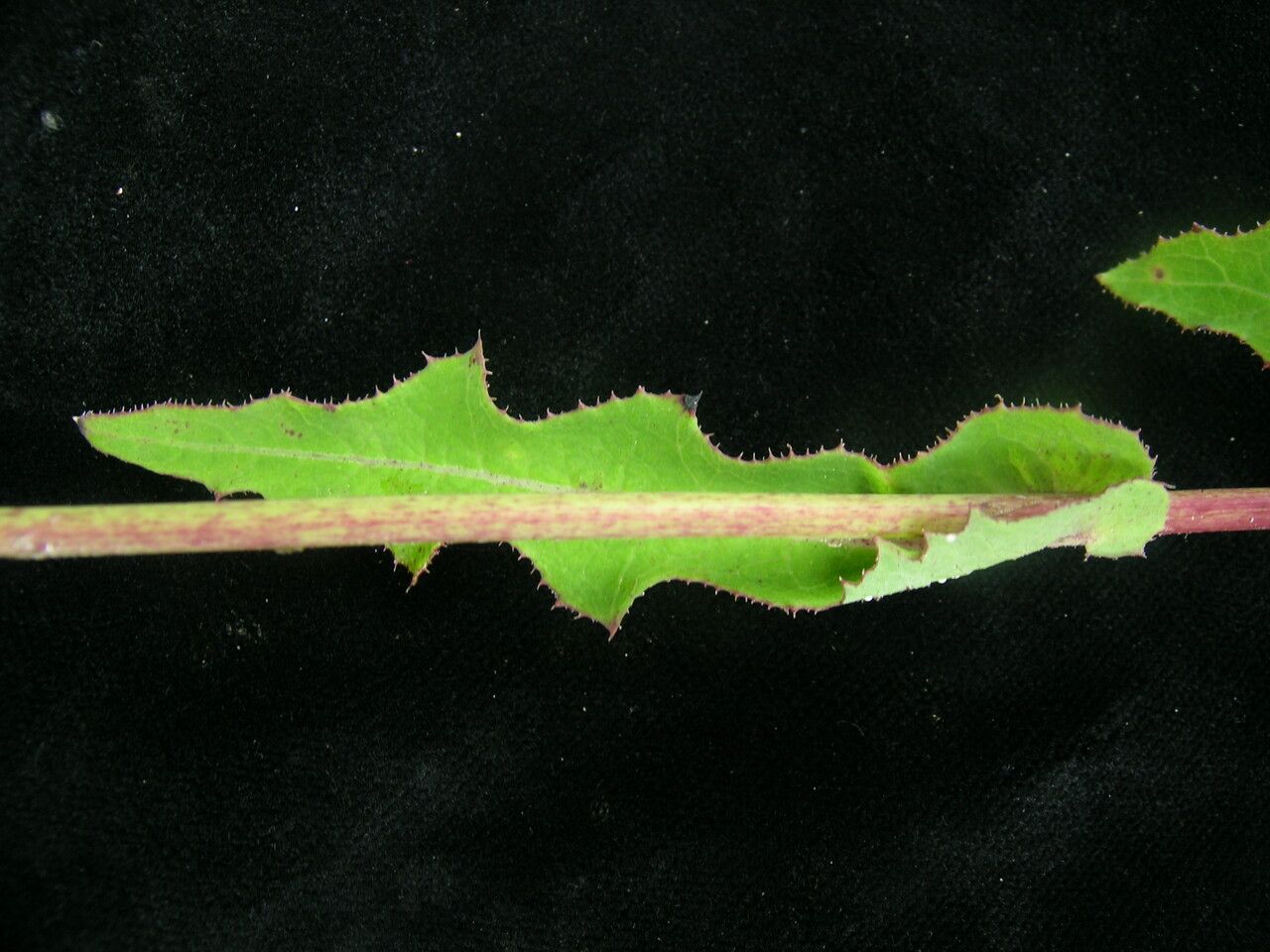 Sonchus wightianus habit