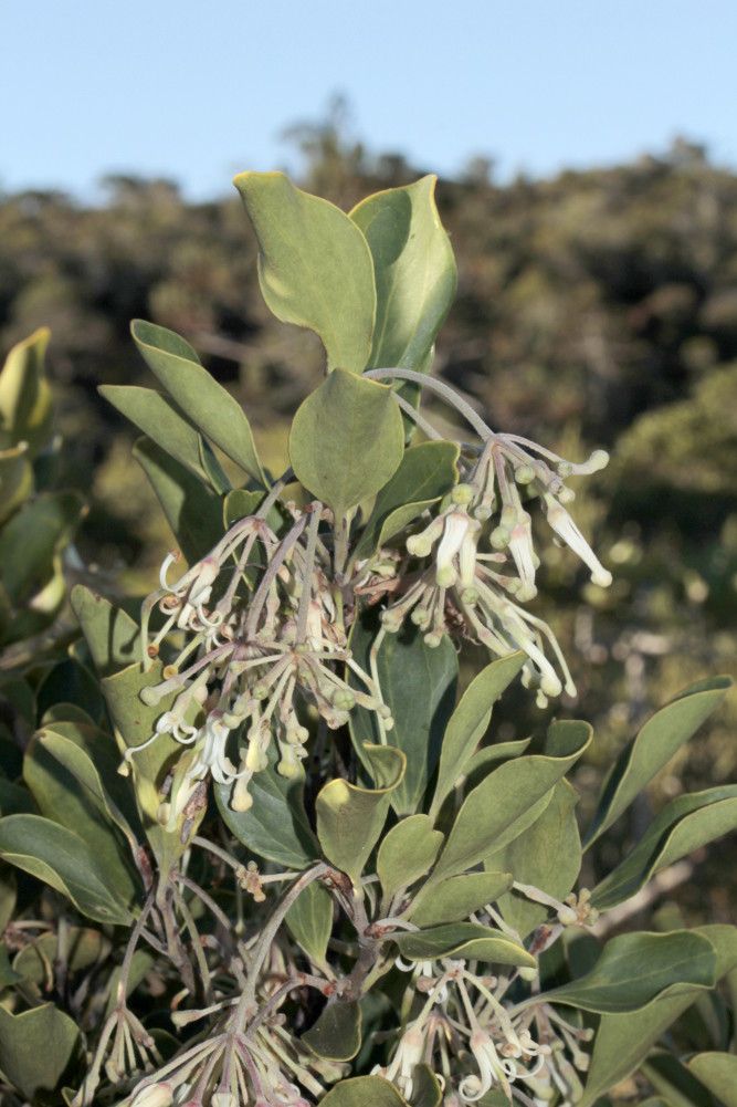 Stenocarpus villosus — search result for 'Proteaceae'