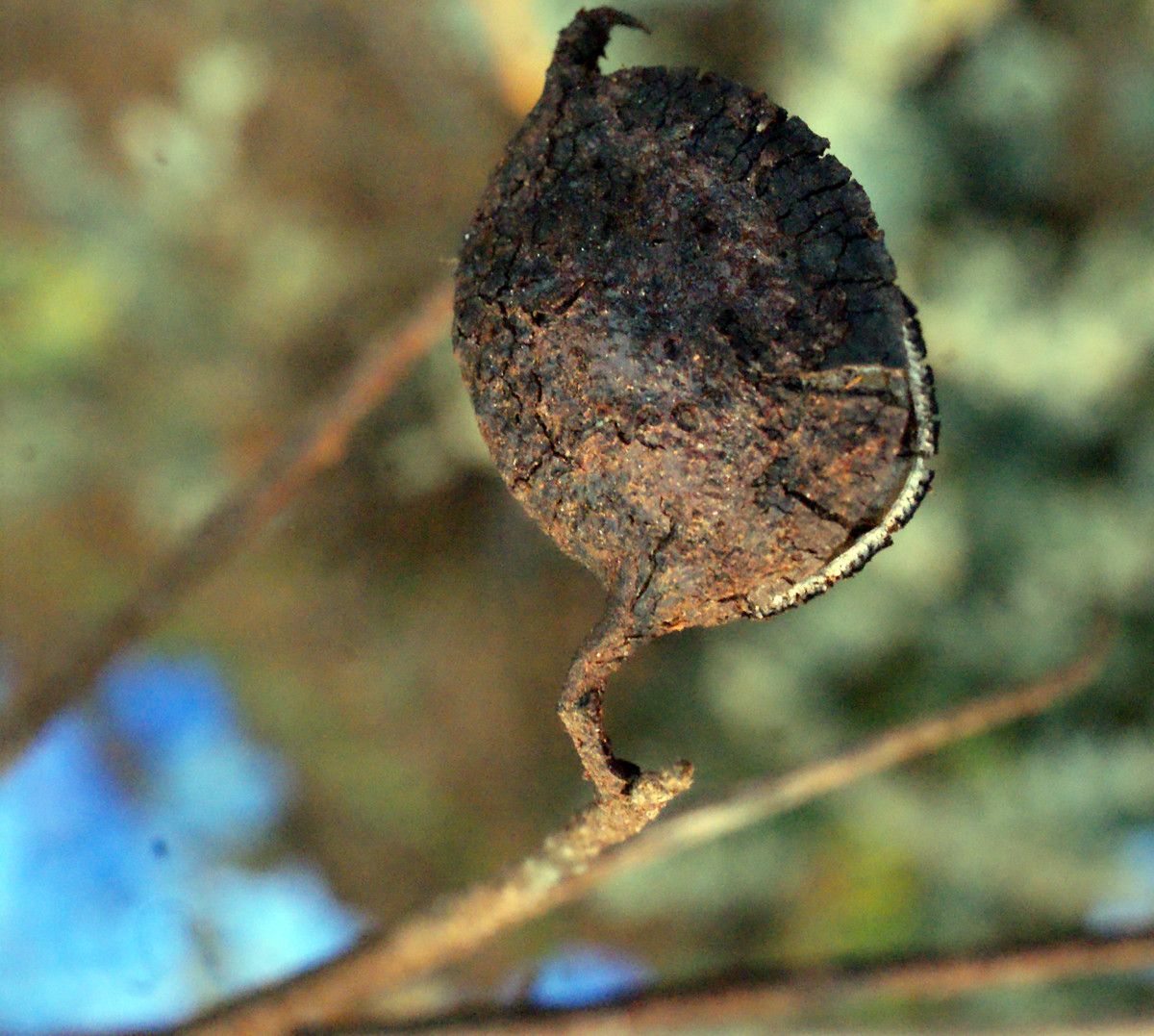 Grevillea eryngioides fruit