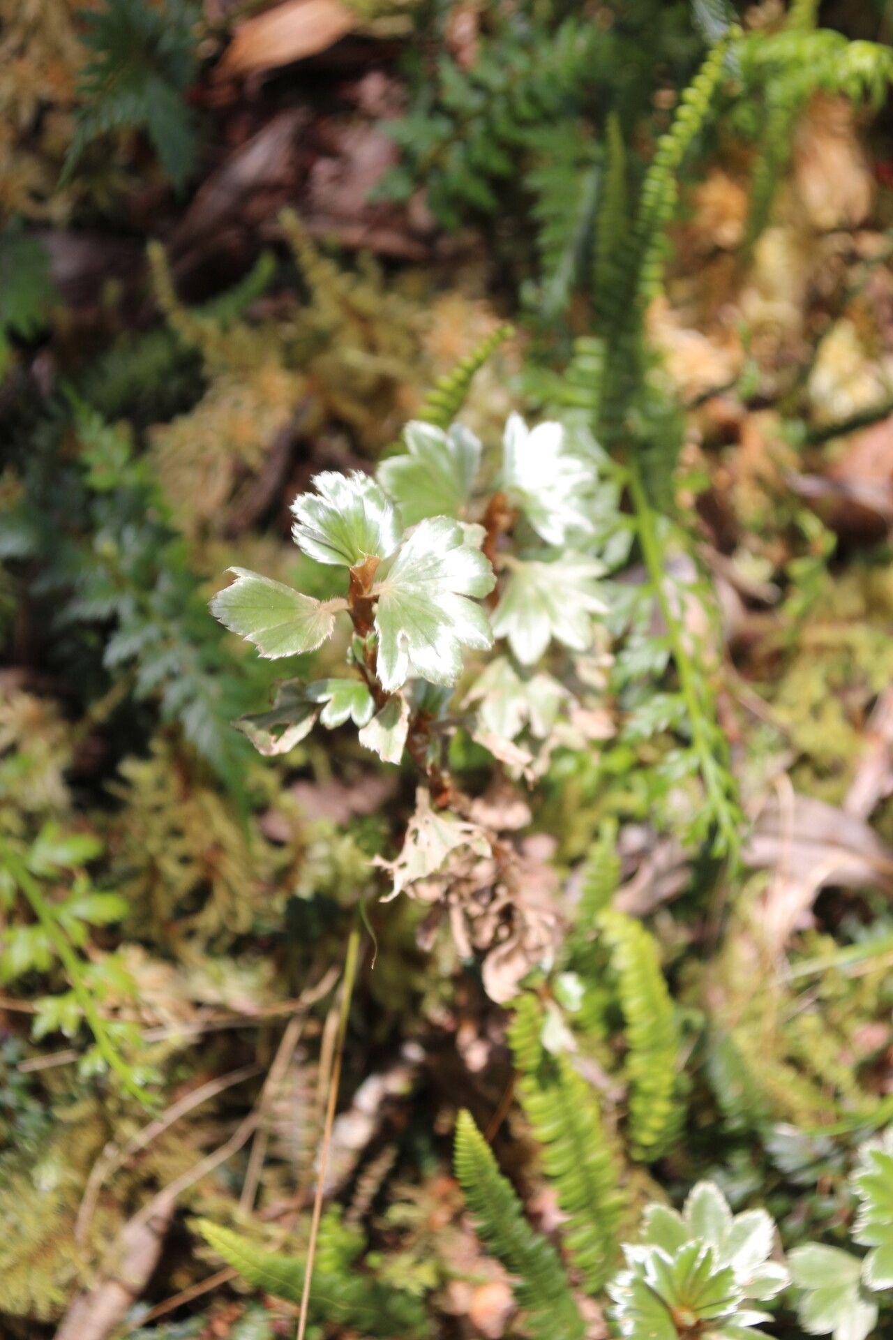 Alchemilla stuhlmannii — houseplant care guide