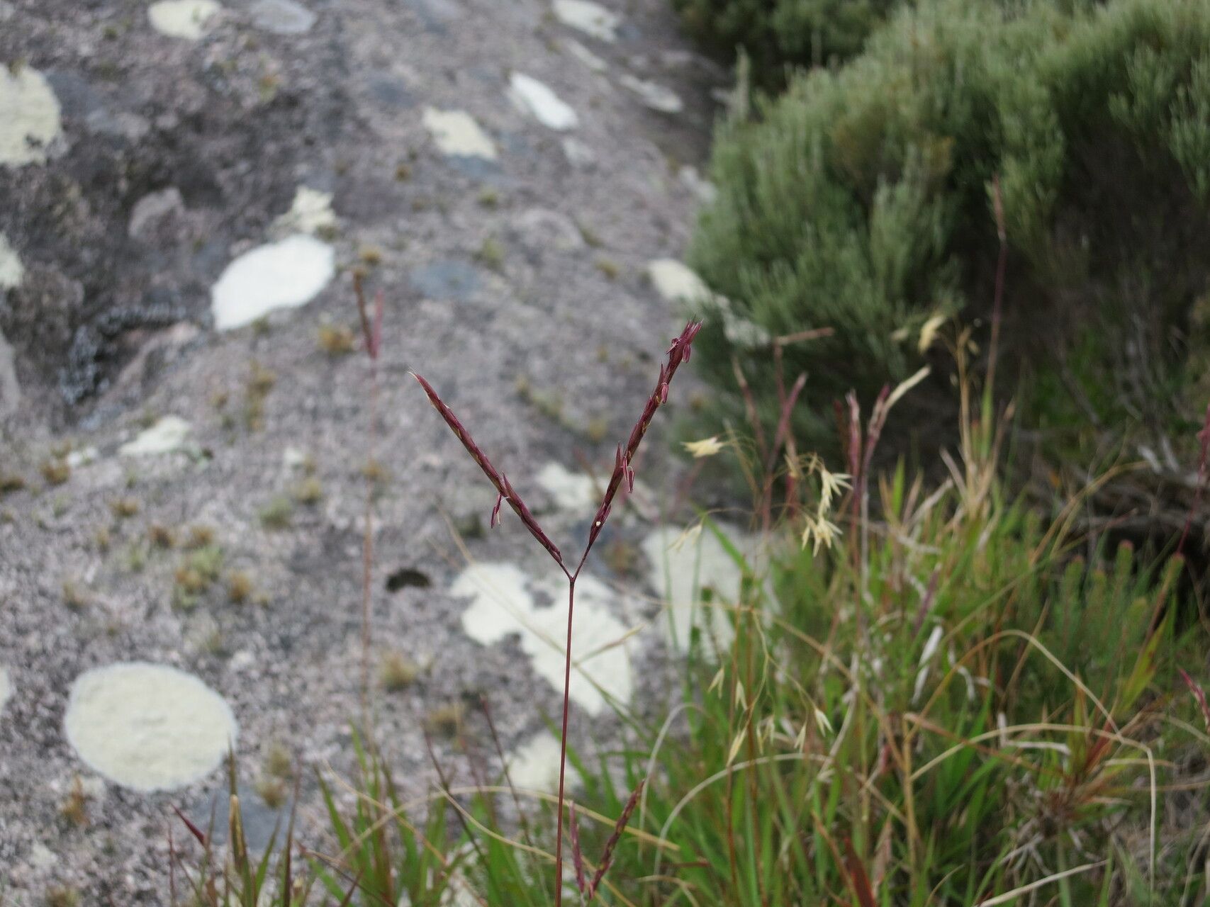 Andropogon andringitrensis
