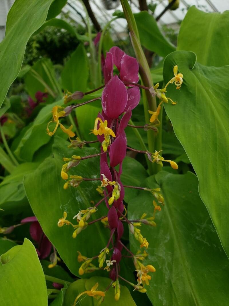 Globba winitii flower