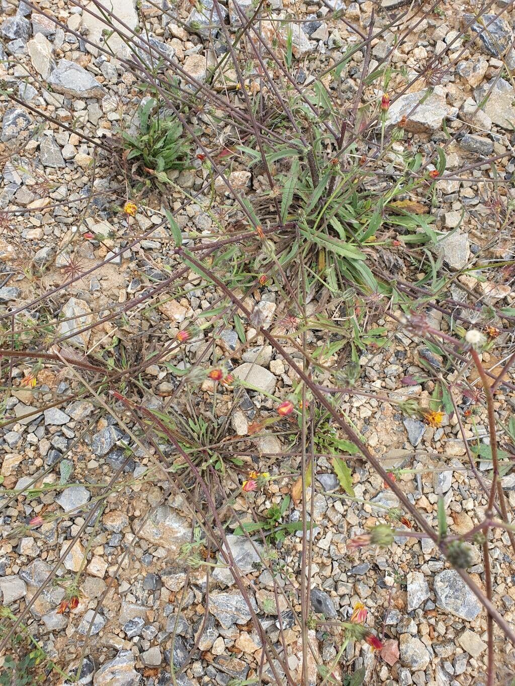 Emilia lyrata flower