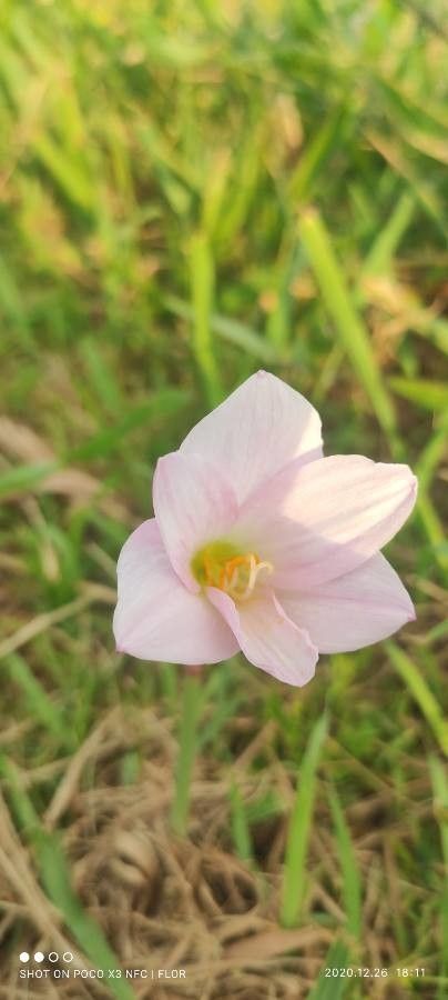 Habranthus robustus flower