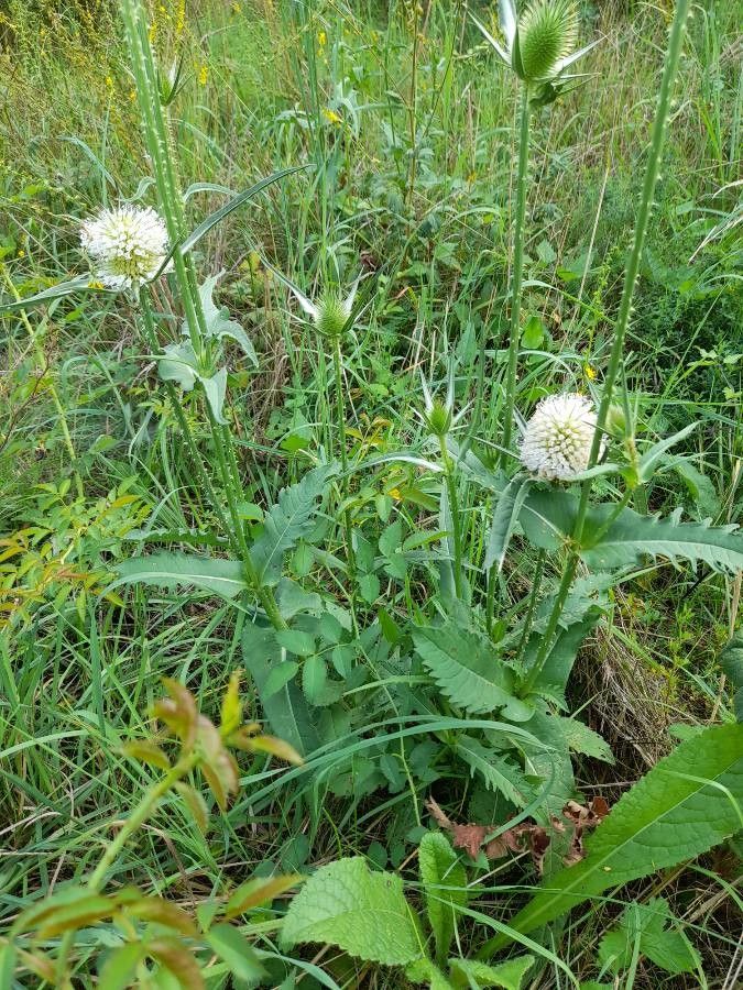 Dipsacus laciniatus leaf
