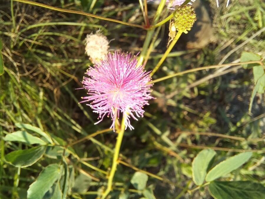 Mimosa glabra flower
