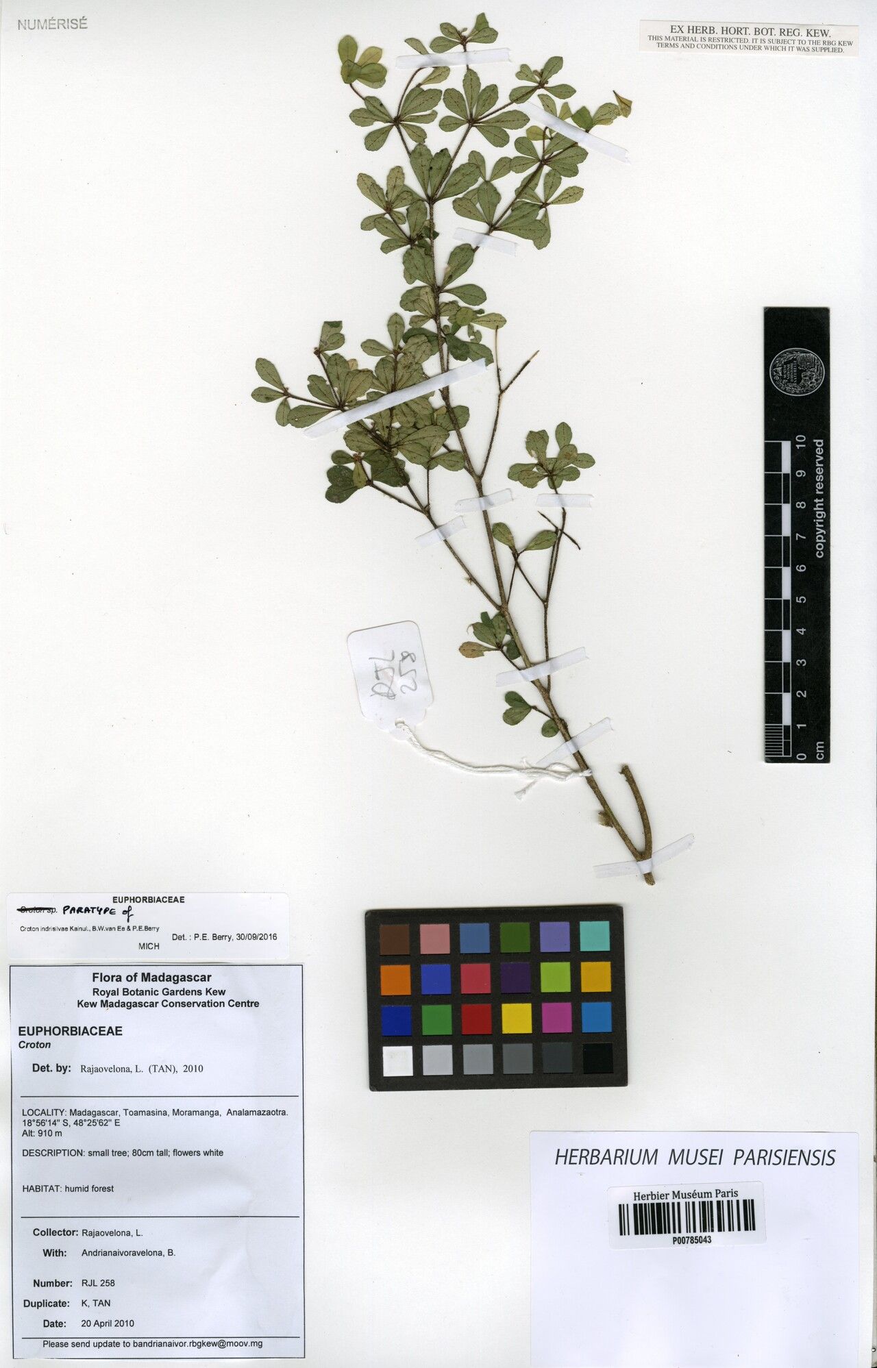 Croton indrisilvae — houseplant care guide