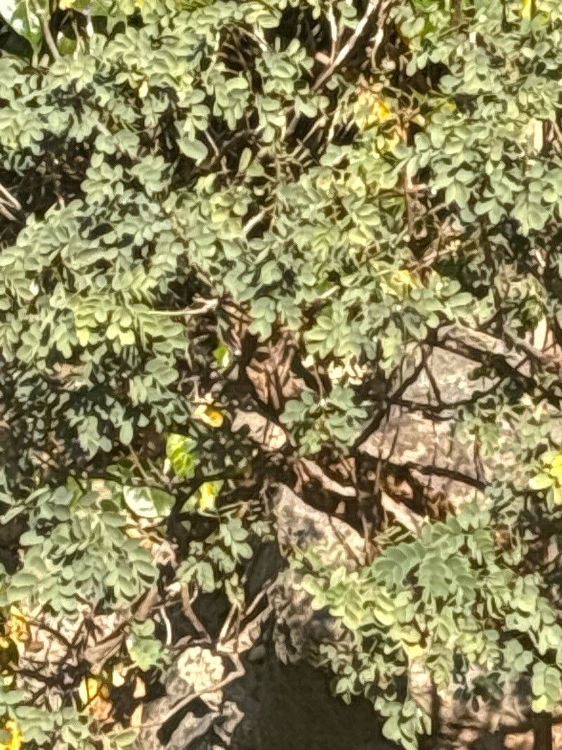 Delonix pumila — search result for 'Delonix'