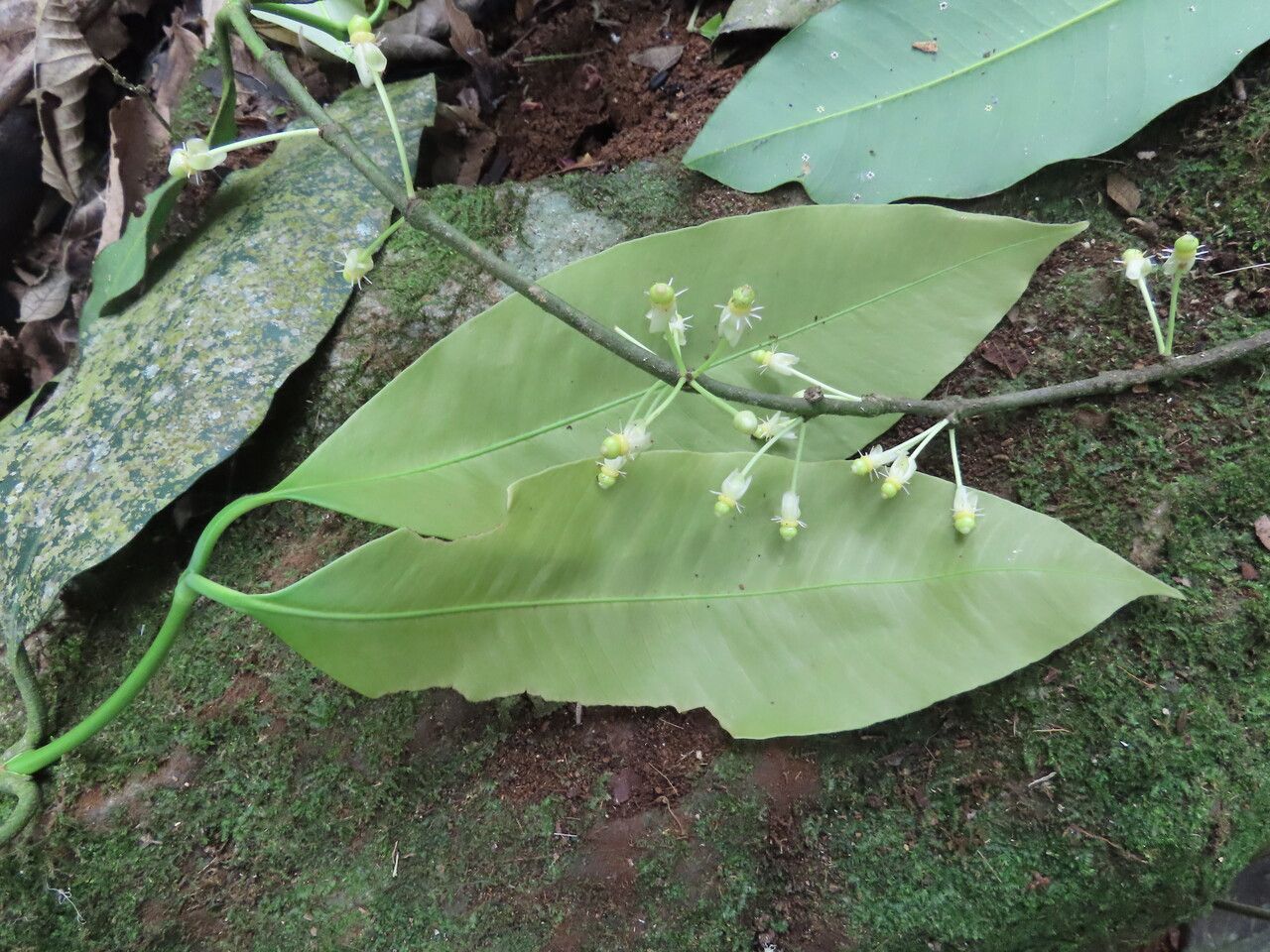 Garcinia intermedia — search result for 'Costa Rica'