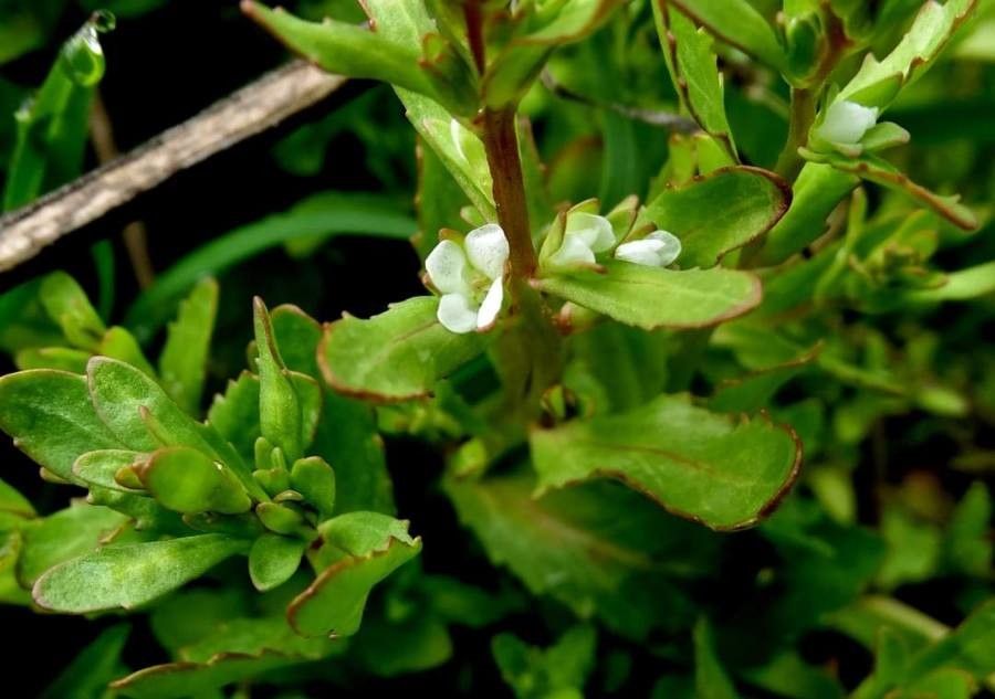 Veronica peregrina flower
