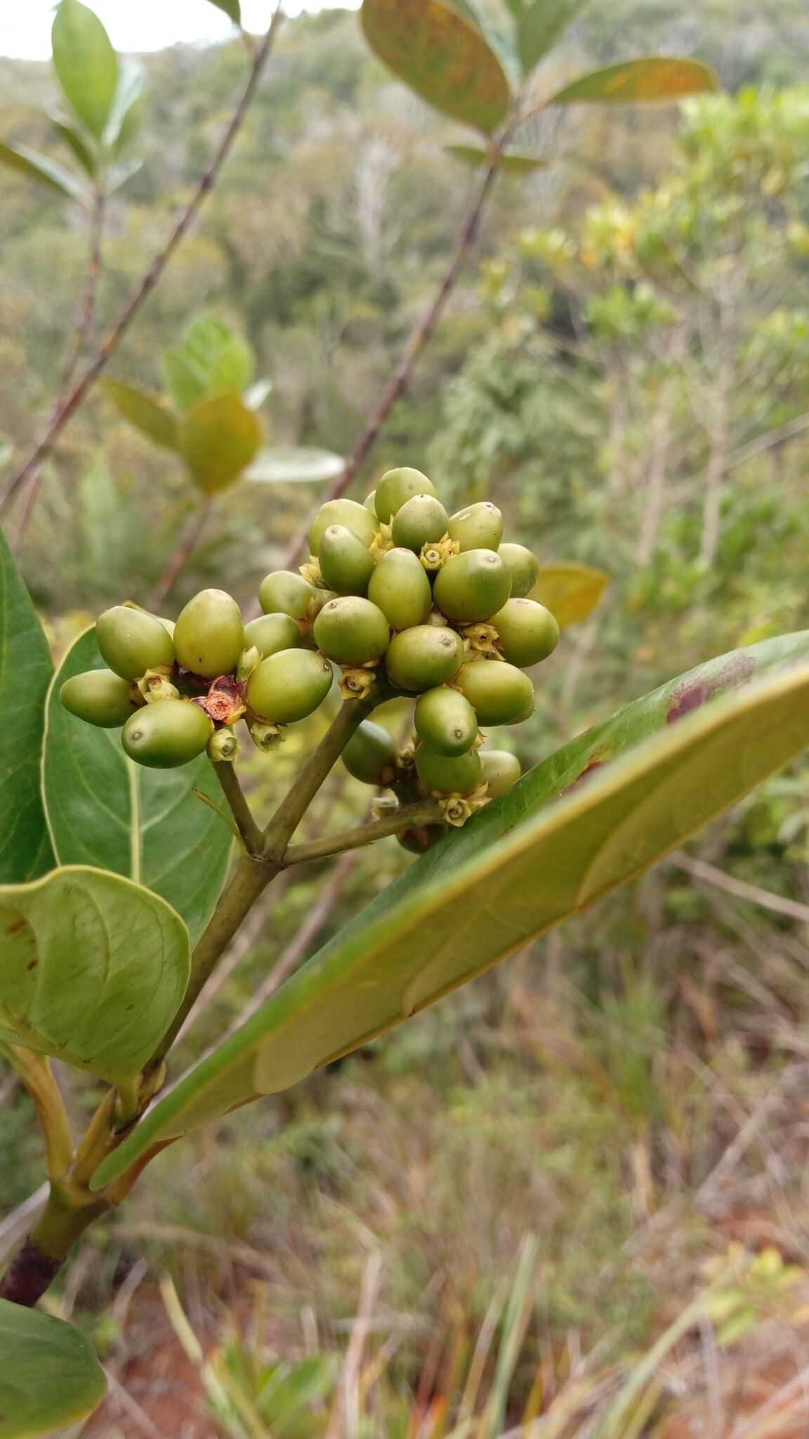Gaertnera nitida fruit