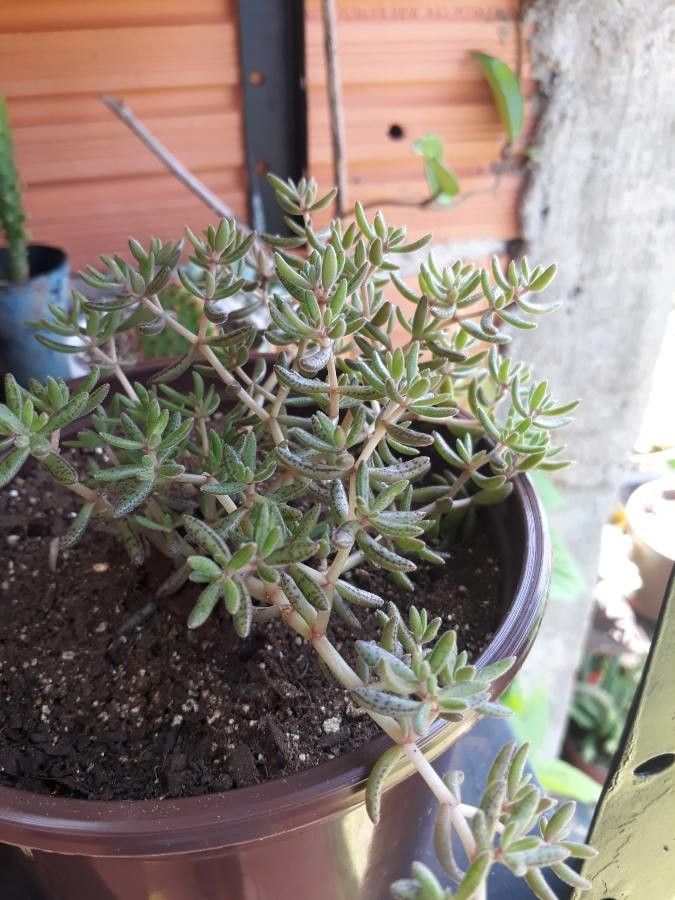 Crassula humbertii bark