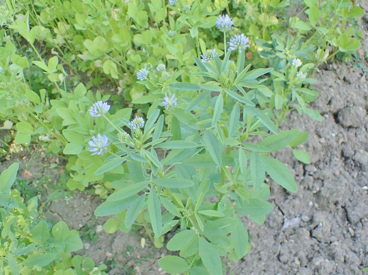 Trigonella caerulea habit