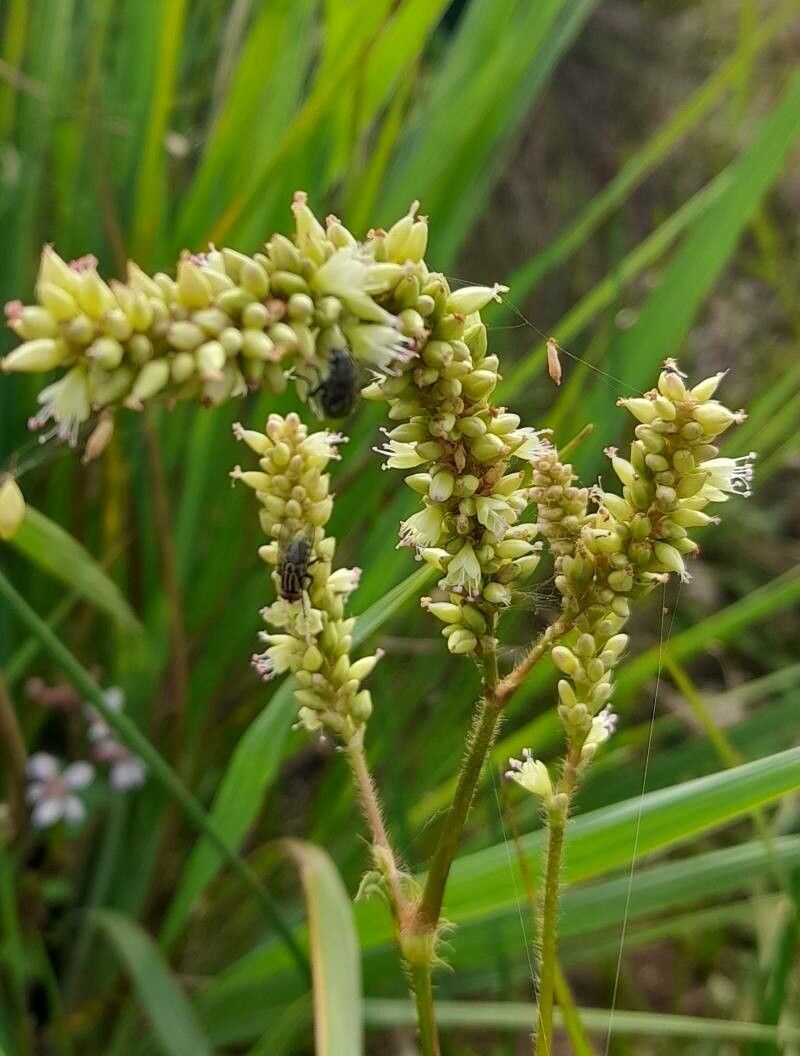 Persicaria hispida flower