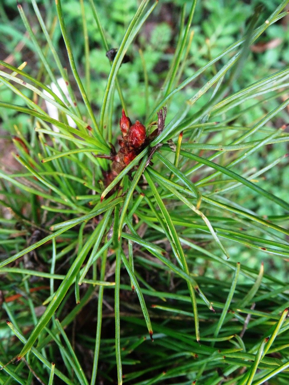 Pinus koraiensis fruit
