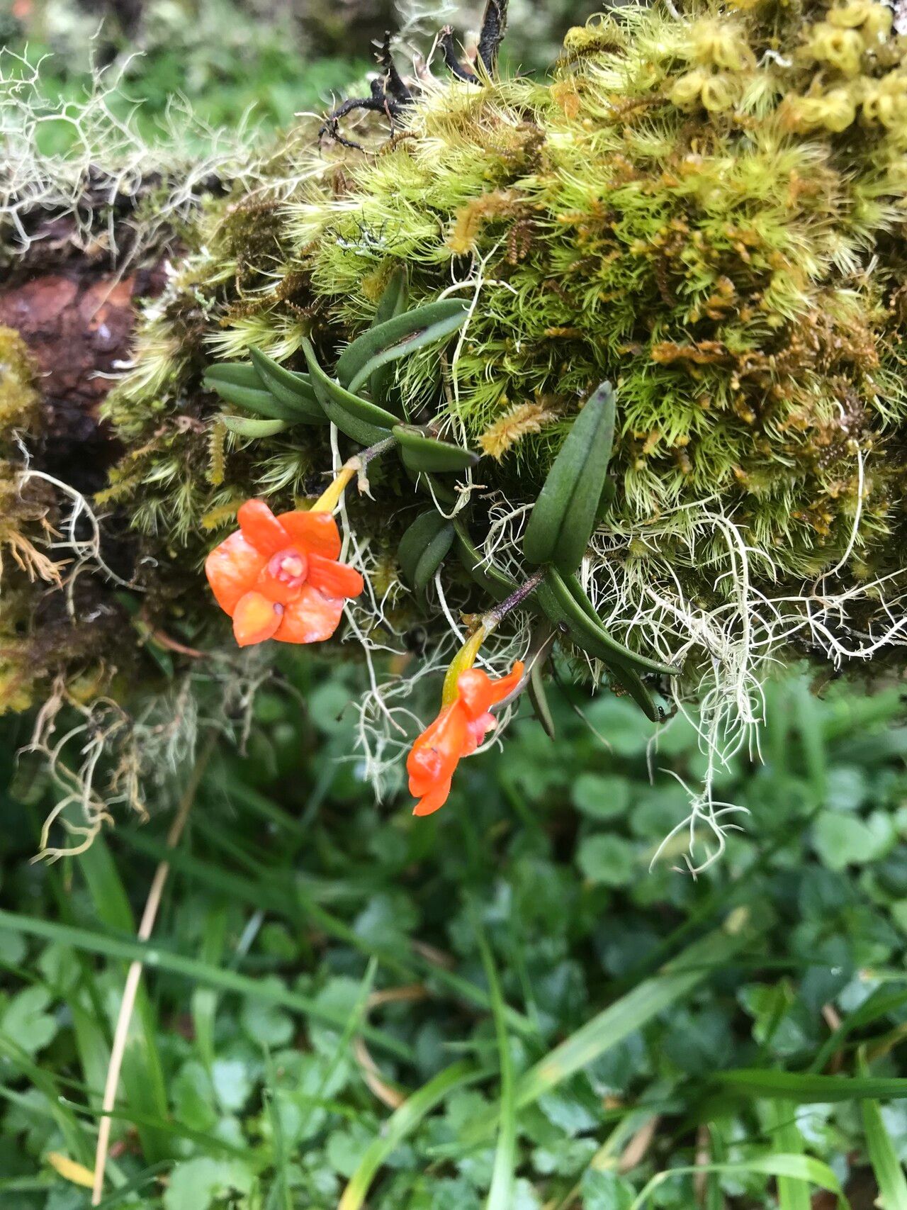 Polystachya kermesina — houseplant care guide