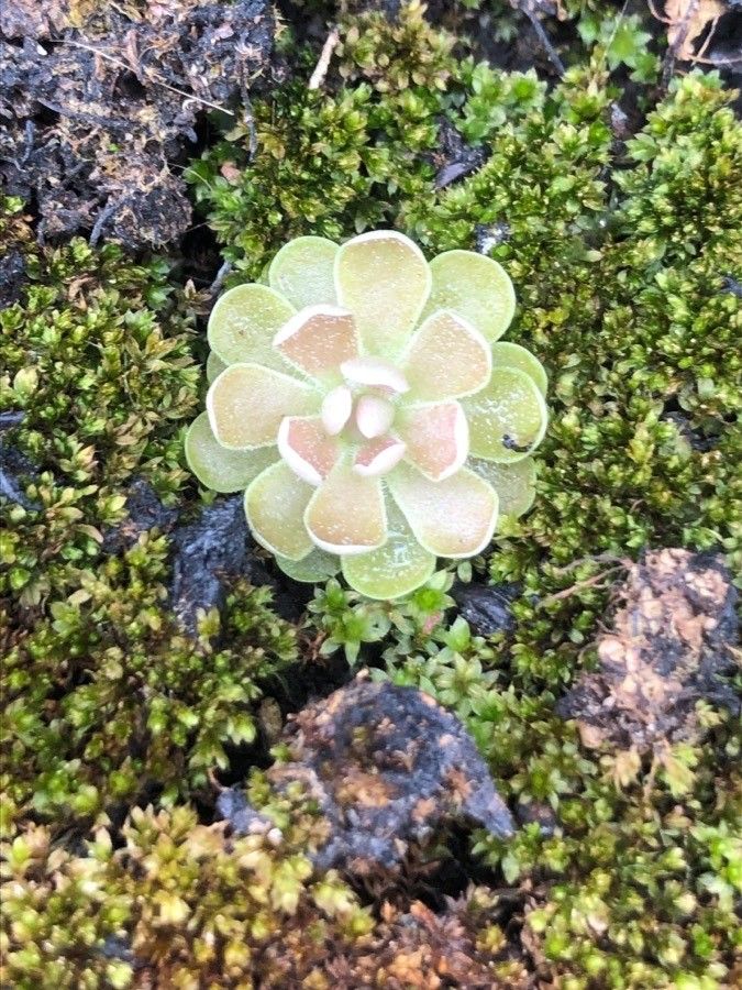 Pinguicula debbertiana — houseplant care guide