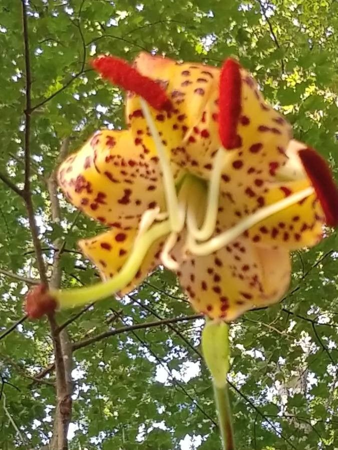 Lilium michauxii flower