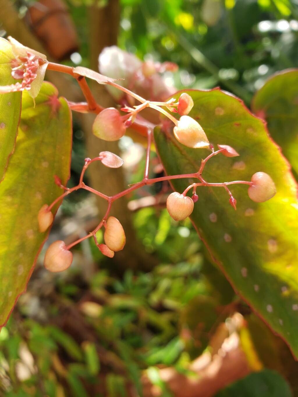 Begonia melanosticta fruit