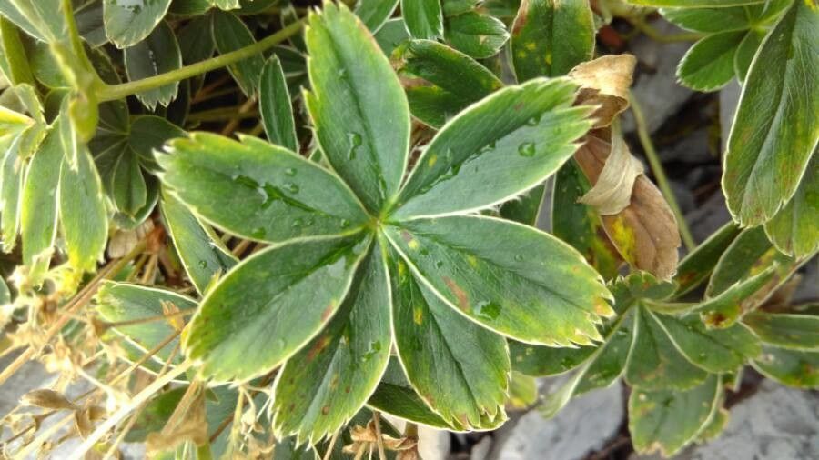 Alchemilla conjuncta — search result for 'Alchemilla'