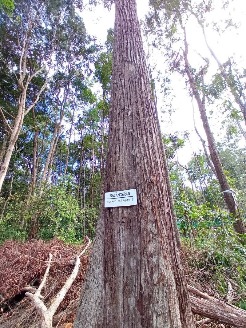 Shorea balangeran — related species from the same genus