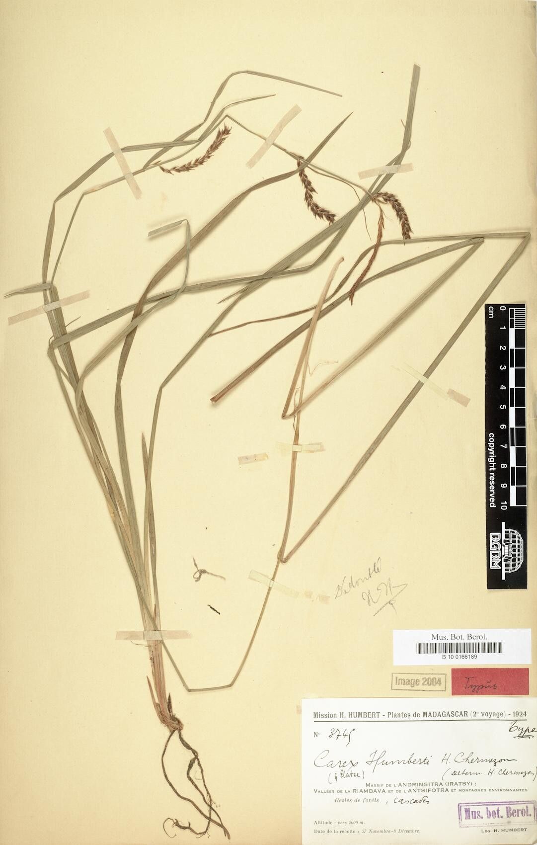 Carex humbertii — houseplant care guide