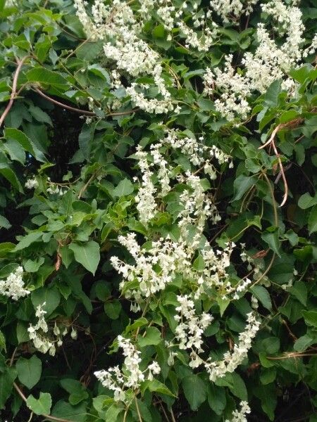 Gypsophila paniculata — salt tolerant houseplant